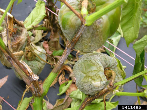 A pepper plants with water soaked sesion on the stems, and deflated pepper fruit covered in white spores. Photo: Don Ferrin, Louisiana State University Agricultural Center, Bugwood.org.