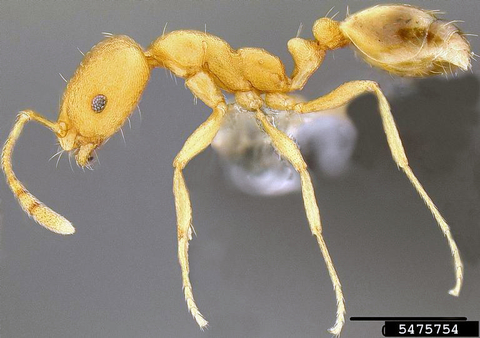 Mounted specimen of yellow pharaoh ant worker.