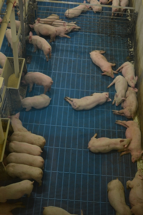 grow-finish pigs feeding and laying down in hot temperature.