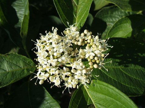 A flower cluster consisting of numerous small white flowers