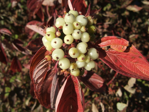 A fruit cluster consisting of numerous small white round fruit with red fall leaves on Isanti dogwood