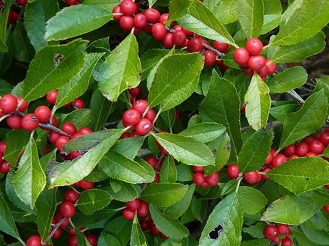 Green leaves and red fruit of 'Red Sprite' winterberry