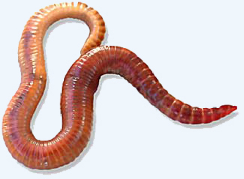 red wiggler on white background
