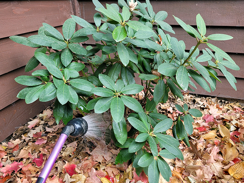A green rhododendron bush next to a house with fall leaves surrounding it and a watering hose watering it at the base.