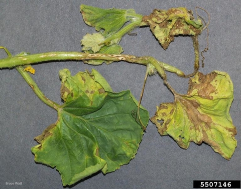 Scab symptoms on a leaf and stem