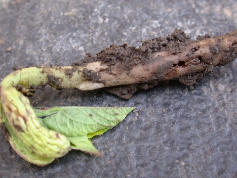 snap bean seedling with soil on the roots that has been damaged by seedcorn maggot.