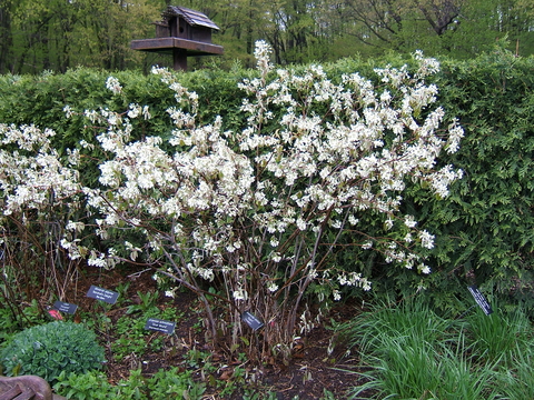 The shrub form of serviceberry with small, white flower blossoms