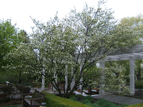 Tree form of serviceberry with multiple stems