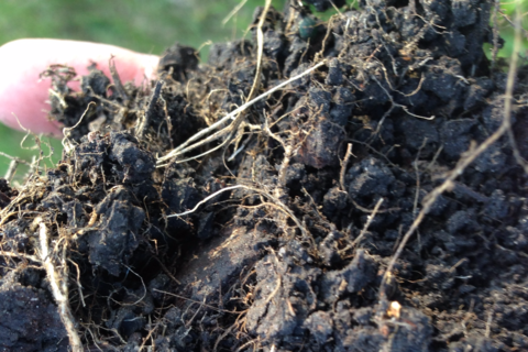 Soil with roots and leaves