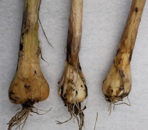 Three garlic bulbs infected with stem and bulb nematode