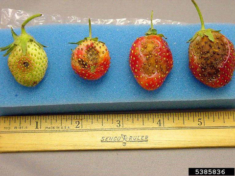 four strawberries in different stages of ripeness lined up on a sponge background with a wooden ruler below them. the least developed berry is on the far left. each berry is a little bigger than the previous one and each has a dark spot or blotch that gets progressively bigger