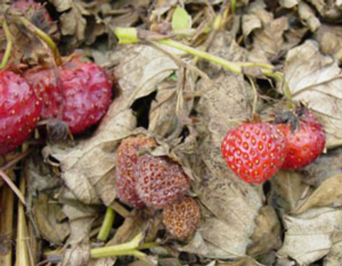 strawberry leaves lying on brown, dead leaves. some are red and some are brown and shriveled