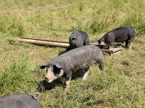 Black pigs with white snouts in a grassy field.