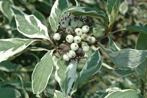 Variegated leaves of tartarian dogwood surrounding a cluster of white berries
