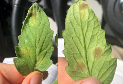 Two photos, side-by-side, one of the top side of a tomato leaf with yellow spots (left) and one one of the under side of a tomato leaf with fuzzy olive spots (right).