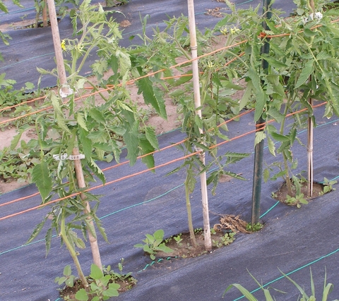 three tomato plants in a row tied to stakes with lower third of leaves removed from the plant
