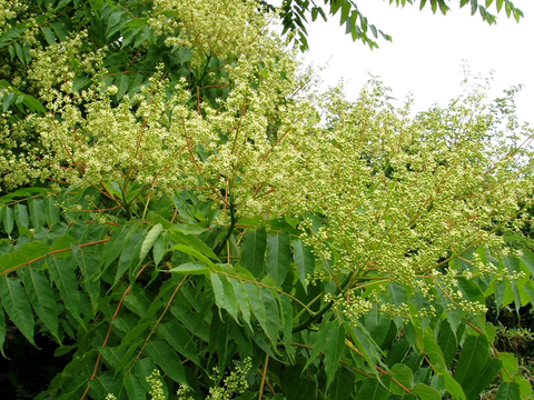 small, light yellow and green tree-of-heaven flowers 