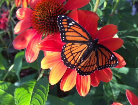 Viceroy butterfly on coneflower