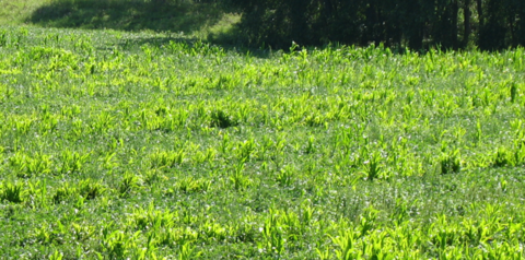volunteer corn in soybean field