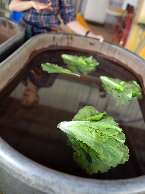 Three heads of leaf lettuce float in a tub of water.