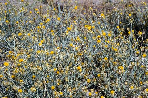 many yellow starthistle growing in the grass