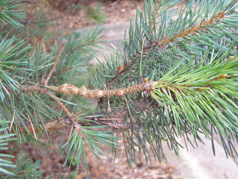 Tiny, round galls on a pine branch