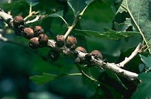 Brownish fruit like structures on branches 