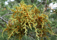 Orange jelly from juniper broom rust forms on needles and along cracks in infected bark.