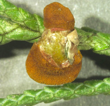 Orange gelatinous projections produced by Japanese apple rust