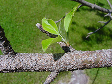 Several grayish scales on a greenish-brown crabapple branch