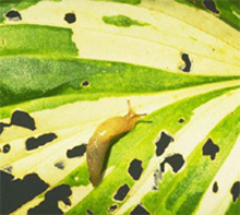 Slug on a hosta leaf with irregular holes