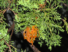 Orange tentacle-like cedar apple rust projections that are 1/2 to 3/4 inch long on branches