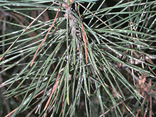 White patches on green pine needles