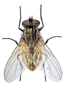 Illustration of a house fly.