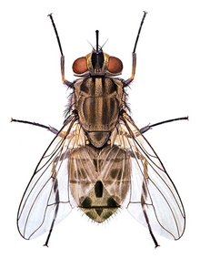 Illustration of a stable fly.