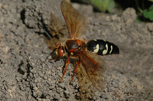 Cicada wasp on the ground