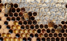 closeup of honey bee combs