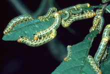 Several greenish-yellow larvae with black spots feeding on the edges of a leaf