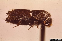 Close up side view of pine bark beetle