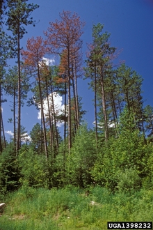 Pine trees with discolored, brown needles from pine beetle damage