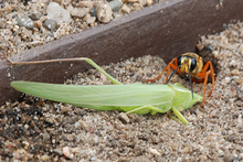 Great golden digger wasp pulling prey into its nest