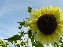 Yellow 'Lemon Queen' sunflower with green foliage and blue sky in the background.