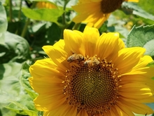 Yellow  'Music Box Mix' sunflower with two bees on the flower head.