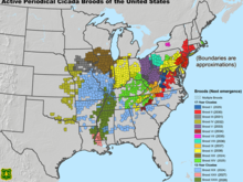 U.S. map showing where and when periodical cicada broods are expected to emerge. There are none in Minnesota. https://www.fs.usda.gov/foresthealth/docs/CicadaBroodStaticMap.pdf