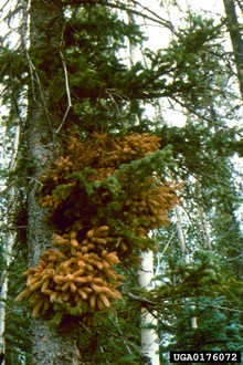 Section of spruce tree with large mass of discolored branches in the middle.