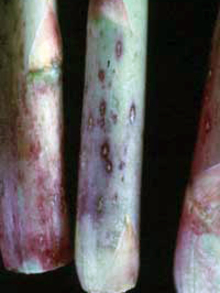 Bottom ends of three asparagus spears with purple spots and coloring.