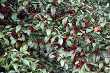 close up of many red autumn olive berries