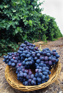 basket of wild grapes