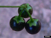 Three black round tomato-like berries