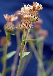 two brown knapweed buds 